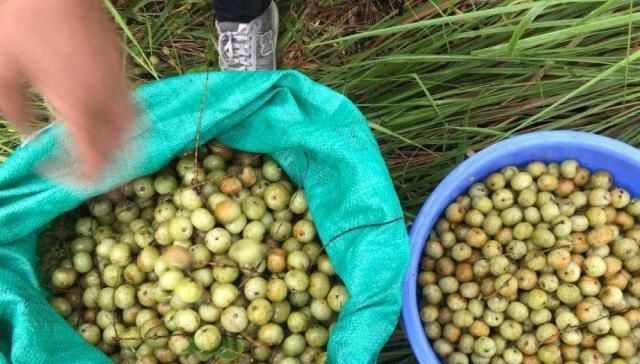  [被誉为]农村一种很苦的野果，维C 是猕猴桃的5倍，被誉为“果中黄金”