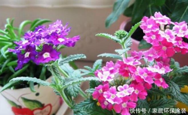 「便宜」4种“漂亮”的花,便宜又好养,10元两盆,全年开花不断!