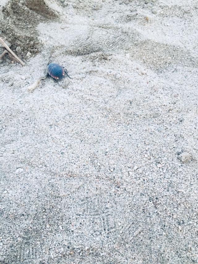 农村常见的1种虫子，是一种药材，见到了别扔掉！