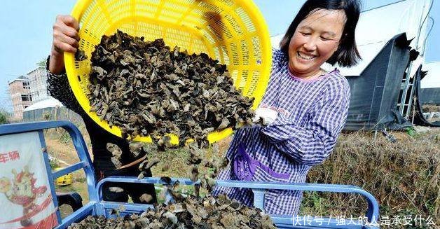 靠山吃山的农民，用废旧物种植它，一斤2元以上，每亩进账6万元