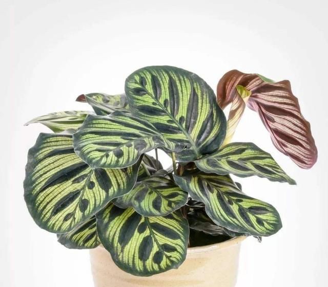  『适合』这几种植物超耐阴，就适合养在没光的地方！