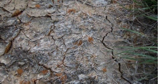  「种植」兰花根系怎么养？植料选择是关键，5种植料一篇看全