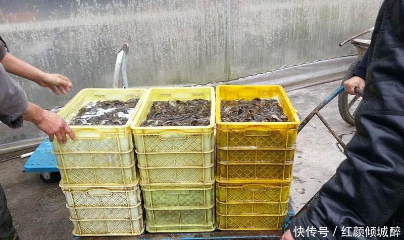 一亩3千斤, 一斤20元, 农民投资60万元, 结果滞销无人理