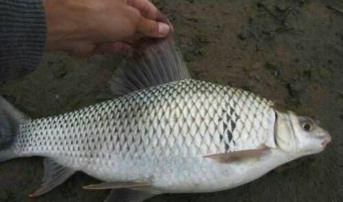  #技巧#夏季野钓土鲮难钓？利用特殊的钓法和选位技巧，保证让你渔获满满