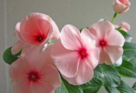  「花开」这5款花卉，不仅花期长又耐旱，花开就满盆，年年复花，盆栽佳品