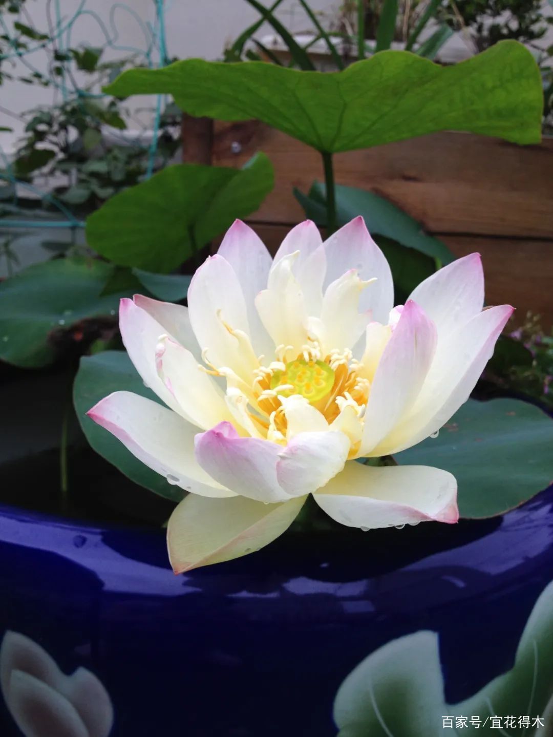  【何在】碗莲为何不开花？原因何在？如何选购和栽培？