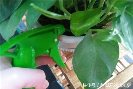 现黄叶烂根|养花浇水,这几个错误别犯,不然养啥花都黄叶烂根,学会一生受用
