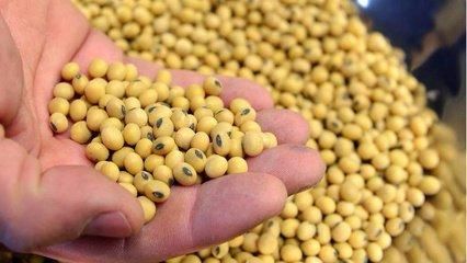 财经午报:中国取消美国大豆订单61.5万吨;网贷