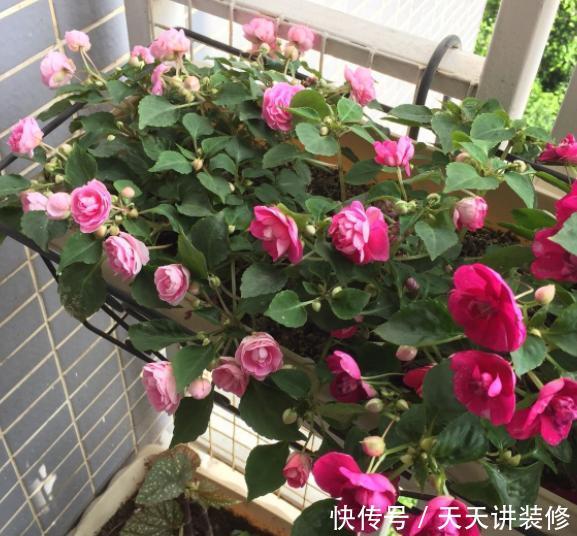 懒人:没时间打理该如何养花?家养6款''懒人花'',可观赏、净化空气