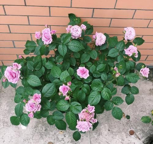  合适@阳台再小也要利用起来，此花合适新手养，花期120天，种2棵满屋香