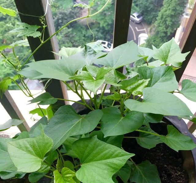  绿萝■这种植物比绿萝还美，阳台种一棵疯长一片，叶子比肉还好吃