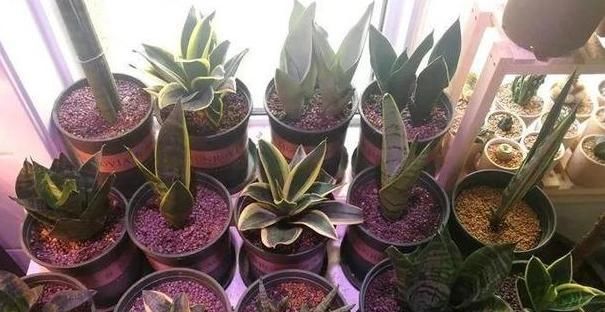 【棒叶】棒叶虎尾兰的养殖方法和注意事项