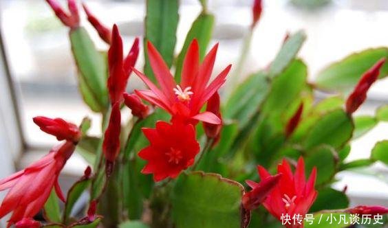 技巧■给花浇水有技巧,什么是干透什么是浇透其实很好掌握!