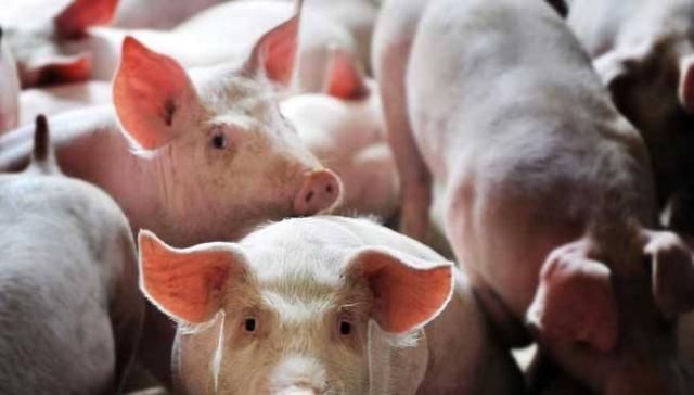  【存栏量】目前母猪存栏量提高了，是意味着生猪供应恢复正常了