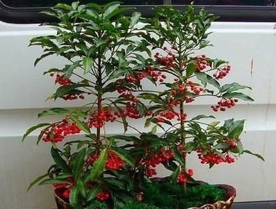  观花植|这3种“观果”植物，比花还要美，好看又好养，不养一盆就亏了