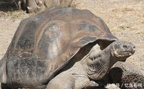 世上寿命最长的动物排名,乌龟只排在第五,
