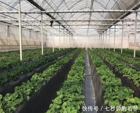 一亩收入可以到10000元以上的农作物有哪些?