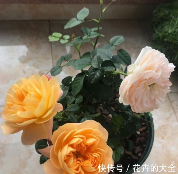『开爆』春季如何给月季施肥?注意“技巧”,满树花苞,一次开爆!