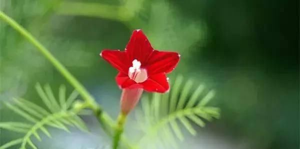 【搜罗】史上最全“懒人植物”大搜罗,看看哪盆才是你的心头好