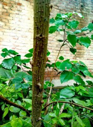  院里院外■每逢下雨，这种虫子就出来，农村太多了