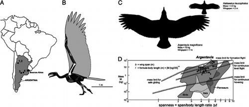  「狮子」翼展达7米，体重70公斤，这种史上最大的猛禽真的以狮子为食？