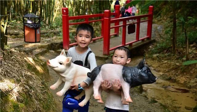 女游客强行拿走模型猪，景区人员边劝边追300米拿回