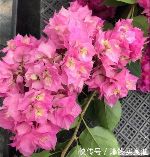 品种@养三角梅选它,花多的不见叶,一年四季花开不停!