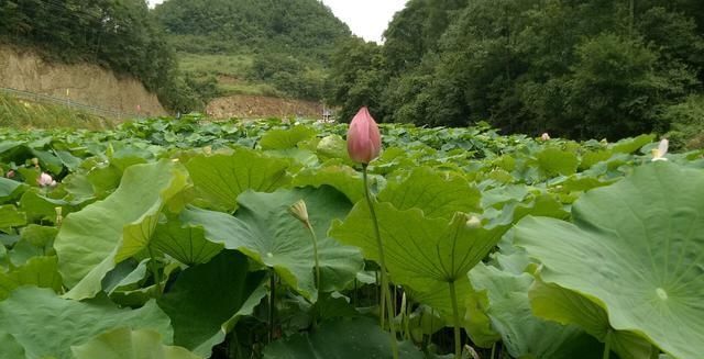  莲藕■农田里长出的“宝贝”，知道是什么吗？其实你每天都有见过