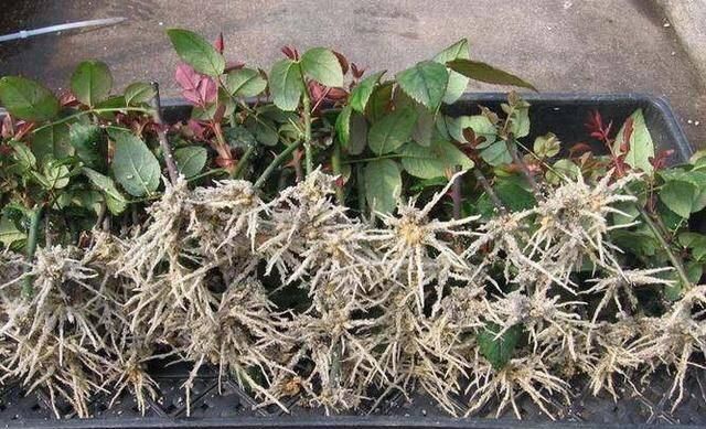  【植物生根】张大姐养花8年,把花种在“泡沫箱”里,阳台变成小花园,好看!