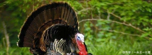 圣诞节美国人狂吃火鸡,犹太人吃中国餐,日本人