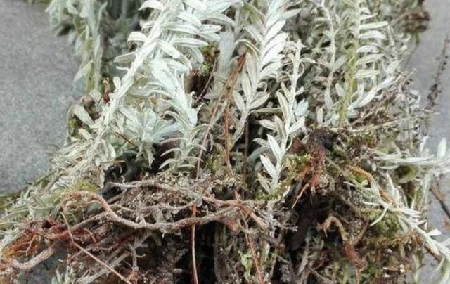  「草丛」农村草丛中的珍宝，今年涨到160元1斤，您若见到它，请