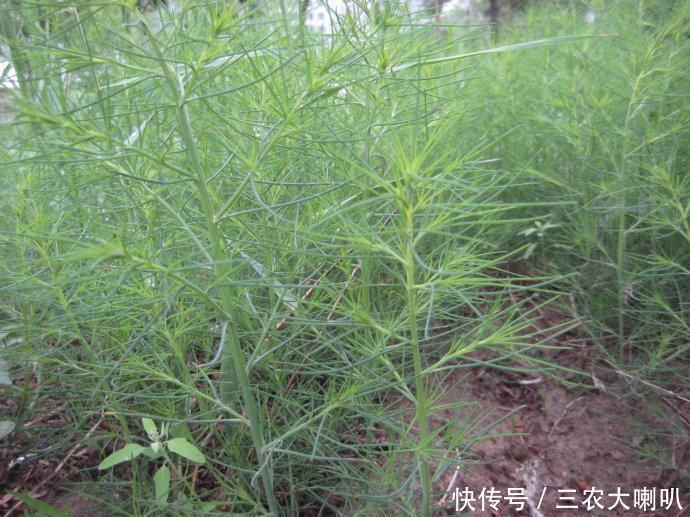 农民讨厌的一种野草，竟然可以卖到30元一斤！