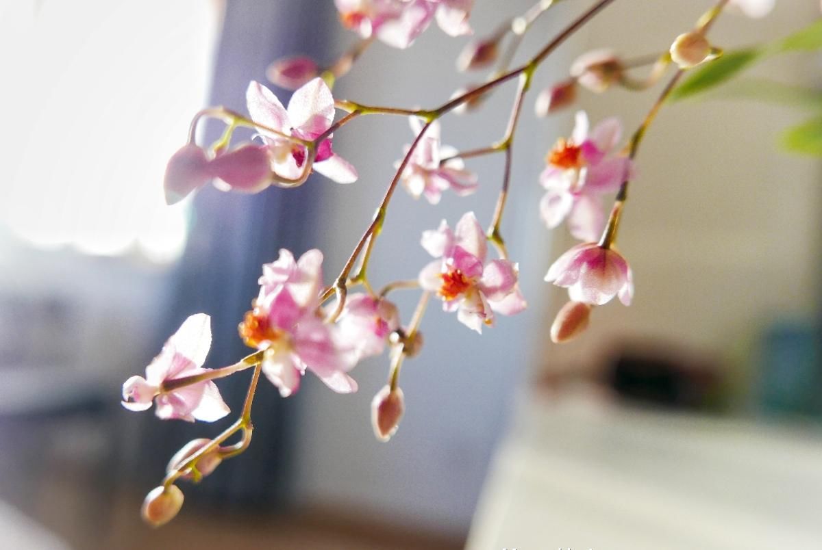 「香水」今年最火的兰花,一棵就能香满屋,比香水好闻多了!