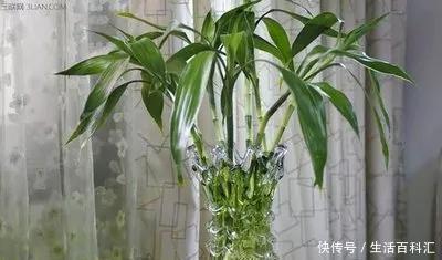  家里@6种招财旺运好扦插的花，1年繁殖50盆，家里多得装不下