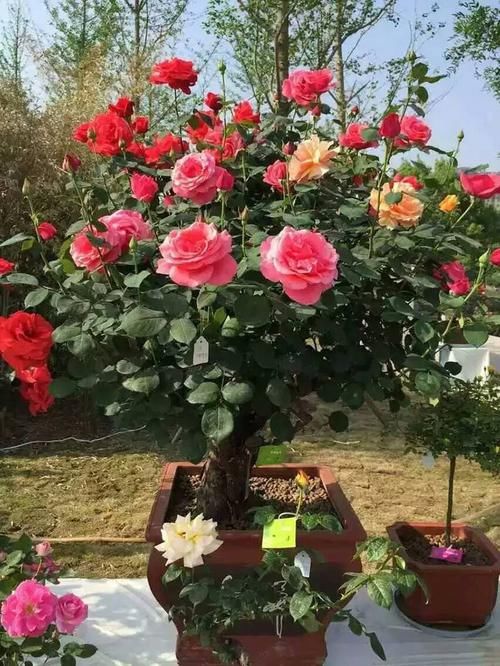 值得■它花期最长,全年开花,号称开花机器,家家值得拥有