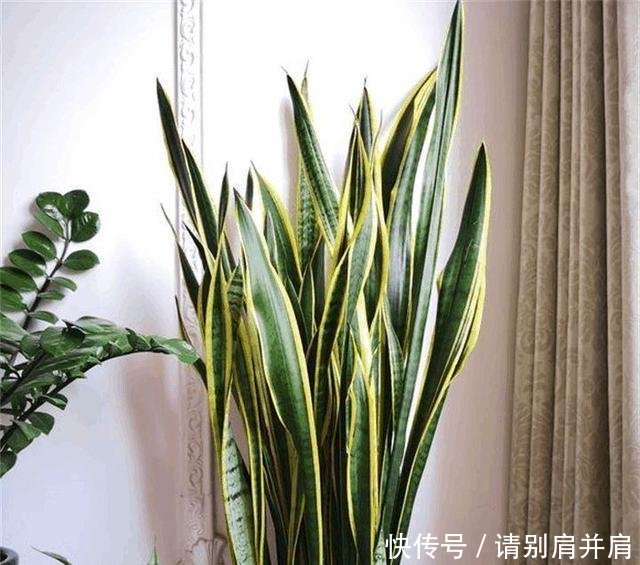 「虎皮」虎皮兰有“3怕”,避开后能“疯长”,直接爆破盆