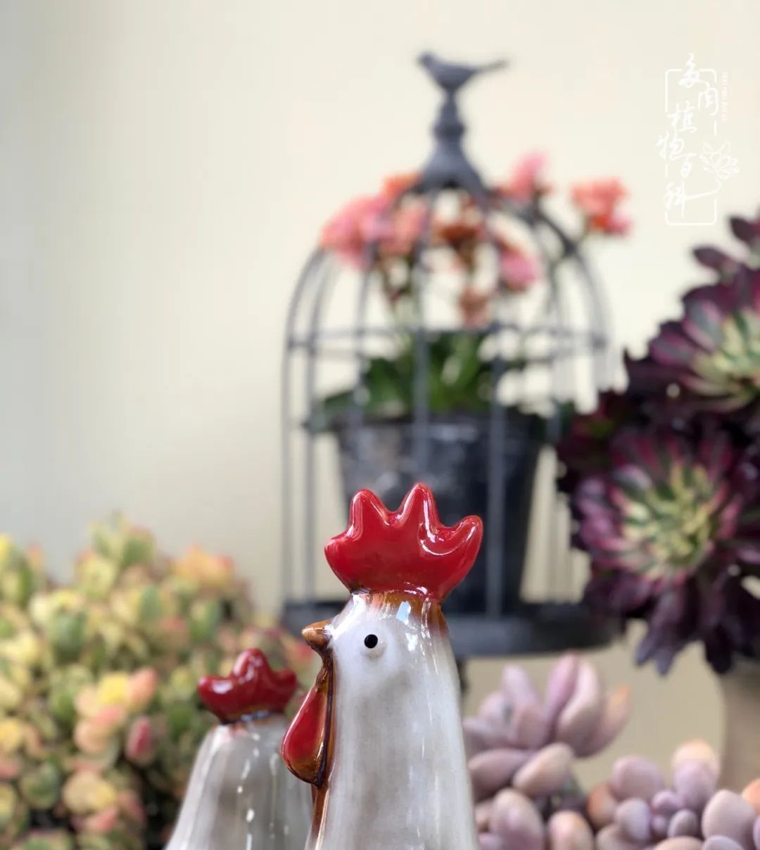  「院里」在茜的多肉小院里,花时间种快乐!