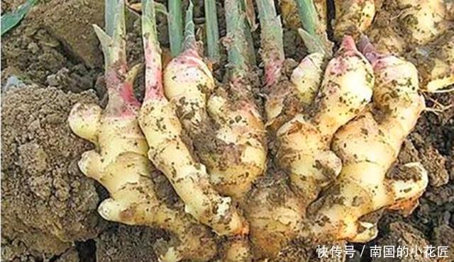  『生姜』“冬吃萝卜夏吃姜”，春天盆栽生姜做好3步，夏天看花食用两不误
