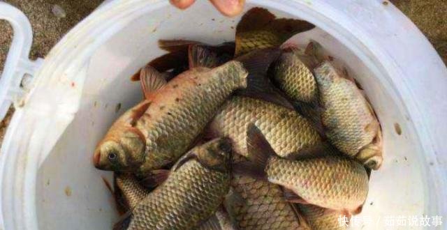  #蚯蚓#秋钓鲫鱼用饵，别再一味加小药了！换成“它”，大鲫鱼照样好钓！