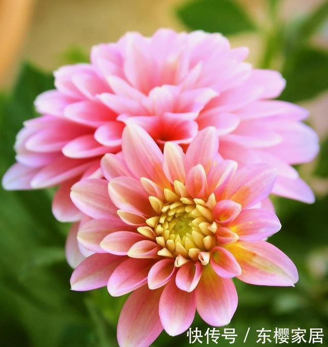  #植株#花色多彩有单色复色之分，大丽花这样养，开出拳头花