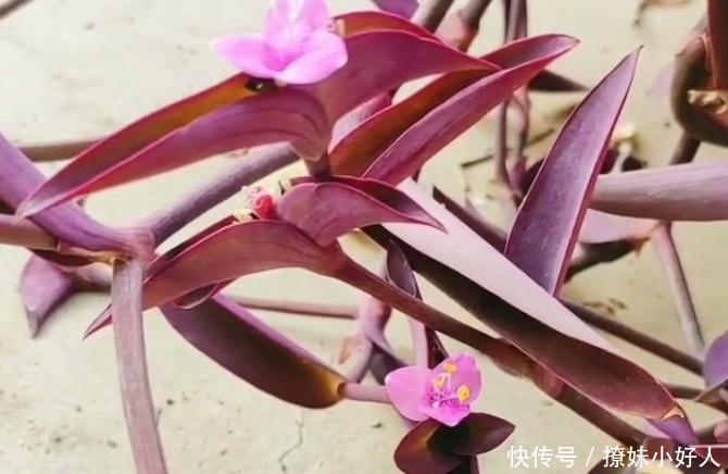  [发家致富]农村常见的植物，开出紫色花，如今农民靠它发家致富