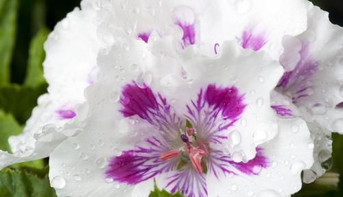  花型：最受花友喜欢的四种花，花型好看植株优美，花期长达七个月