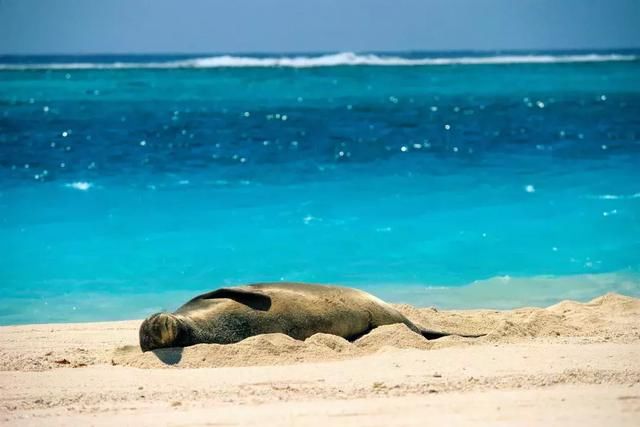 这个海岛马上大火，趁着便宜~你真的不来看一看吗?