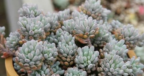 奇葩■多肉植物没'花香'?这4种是'奇葩',自带体香,养护简单