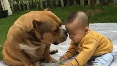 美国:我很丑,可是我很温柔?美国恶霸犬,到底有多凶狠?