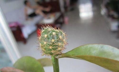  叶仙的枝条■叶仙嫁接仙人球，树上长出绿球球，还能开花，真是第一次见
