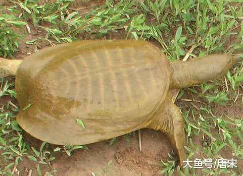  「俗话」农村老俗话“上山甲鱼，下山野鸡不能碰”什么意思？有