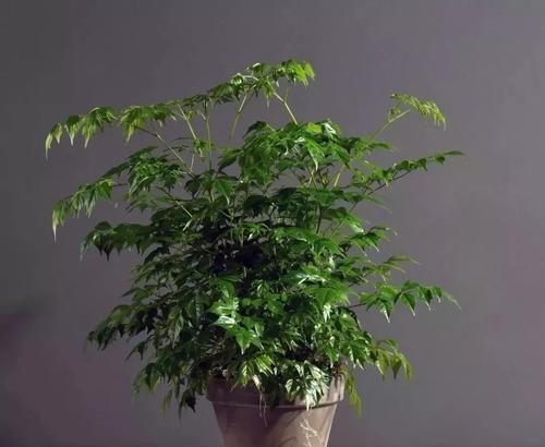  『寓意』这些植物特别好卖，就是起了个好听的名字，寓意就是好