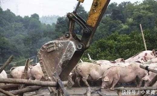 今年起，农村开启“禁养”模式，专家表示支持，农民的话很戳心！