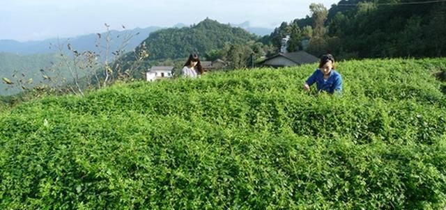  害草|常被当成害草除掉，却有人大量种植，农民数叶子论价